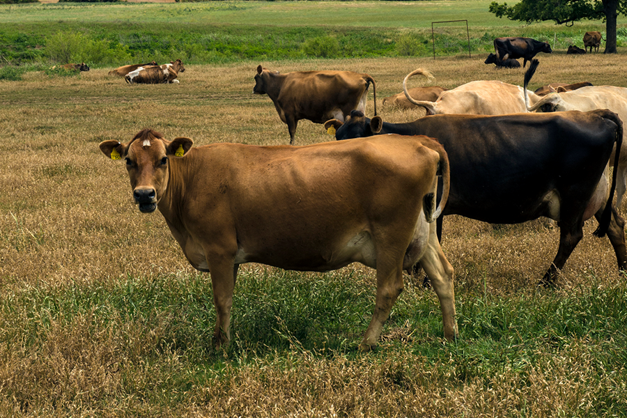 Cows in Texas plains