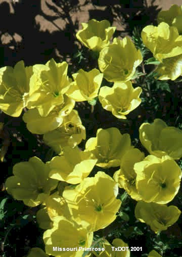 Missouri Primrose/Oenothera missouriensis (Onagraceae), Blooming