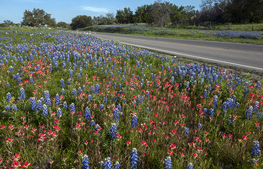 Bluebonnets and Indian paintbrushes line Texas State Highway 71.