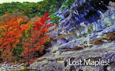 Lost Maples