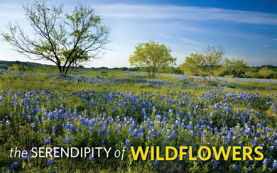 the serendipity of wildflowers