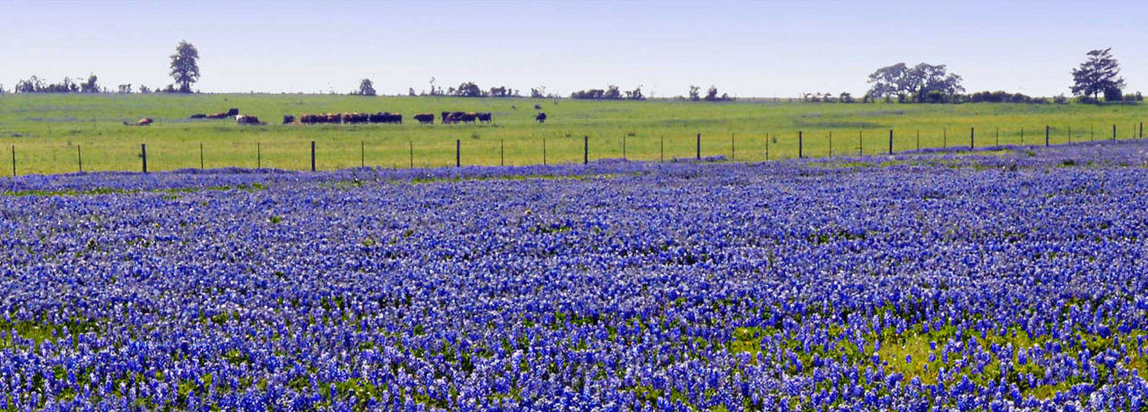Bluebonnet field near cattle