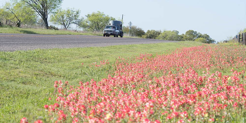 Red paintbrush wildflowers near road