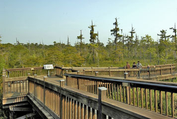 Boardwalk over Blue Elbow Swamp