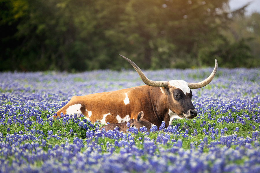 Washington County cow in bluebonnets Y6A9680.JPG Equipo de inspección de Fort Worth
