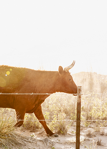 Cow by Fence in Sunlit Field Logotipo de la revista TN
