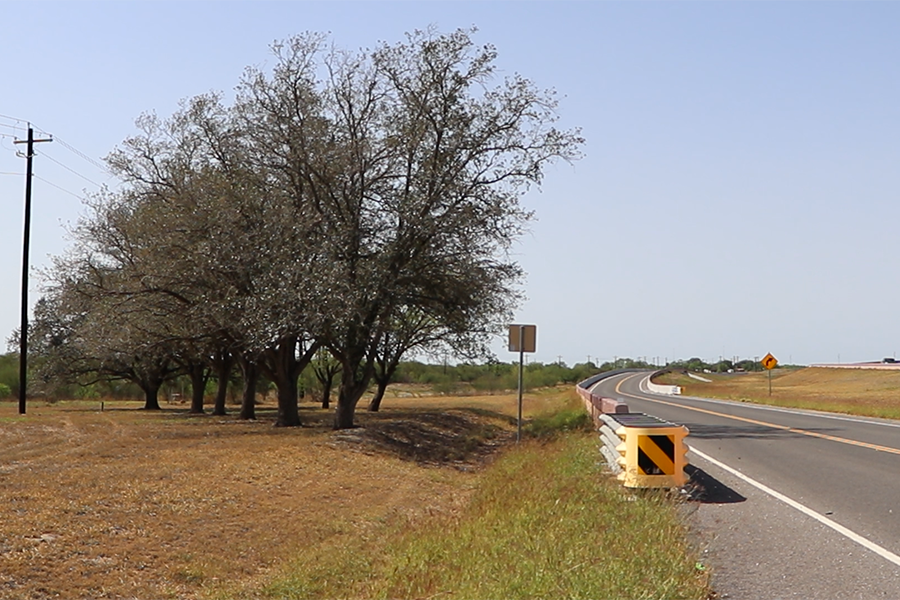 Árboles clonados junto a la carretera