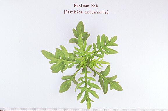 Mexican Hat/Ratibida columnaris (Asteraceae), Seedling