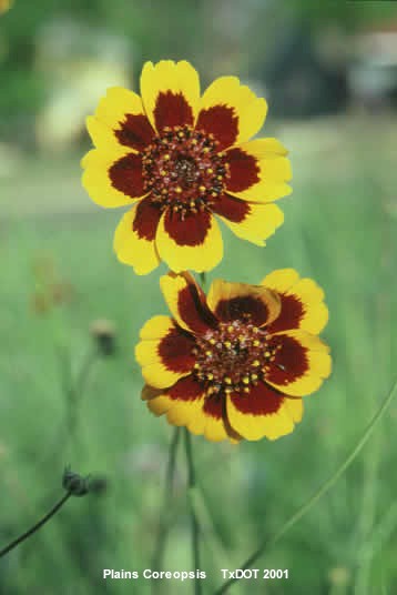 Plains Coreopsis/Coreopsis tinctoria (Asteraceae), Blooming