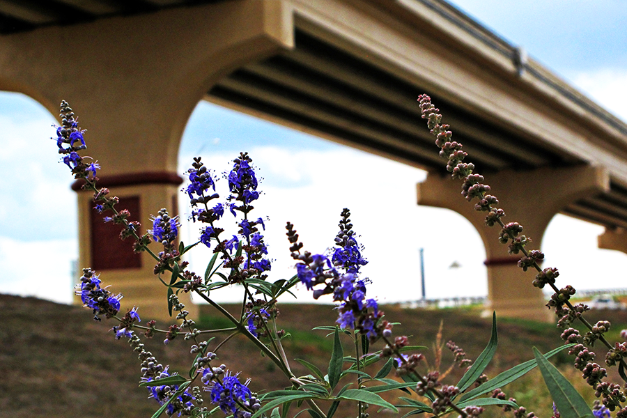 Puente de flores moradas en el fondo