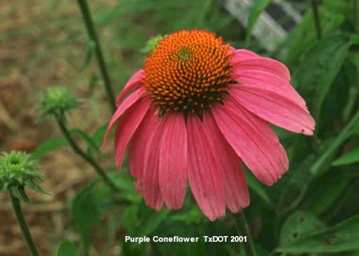 Purple Coneflower/Echinacea purpurea (Asteraceae), Blooming