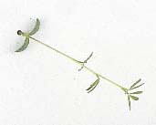 Purple Prairie Clover/Petalostemum purpureum (Fabaceae), Seedling