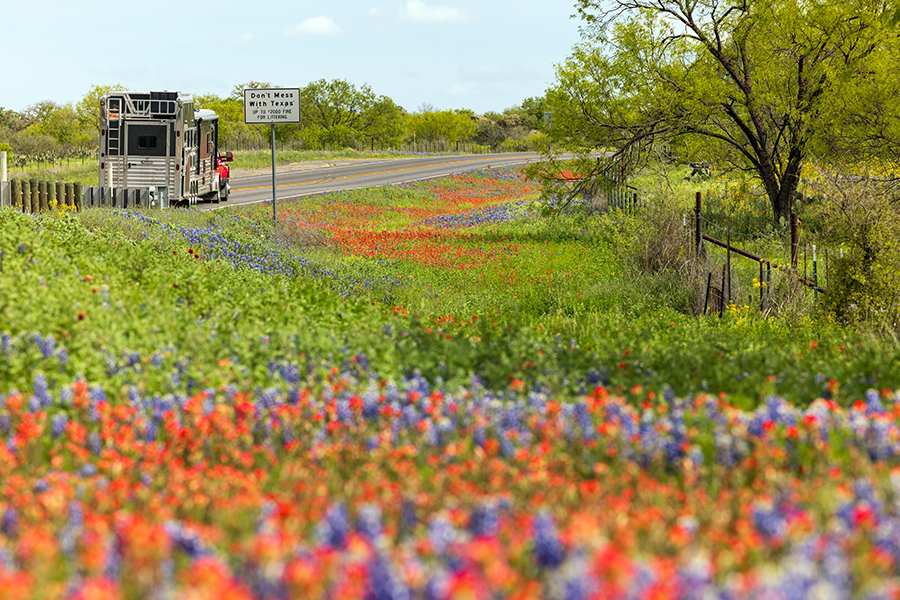 spring roadside flowers dont mess with texas sign