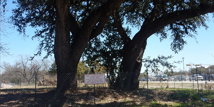 Tree fencing protection