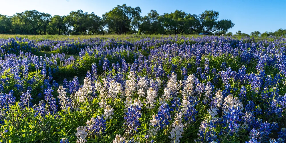 Bonetes azules en un campo