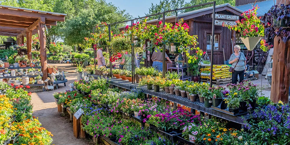 Potted plants for sale