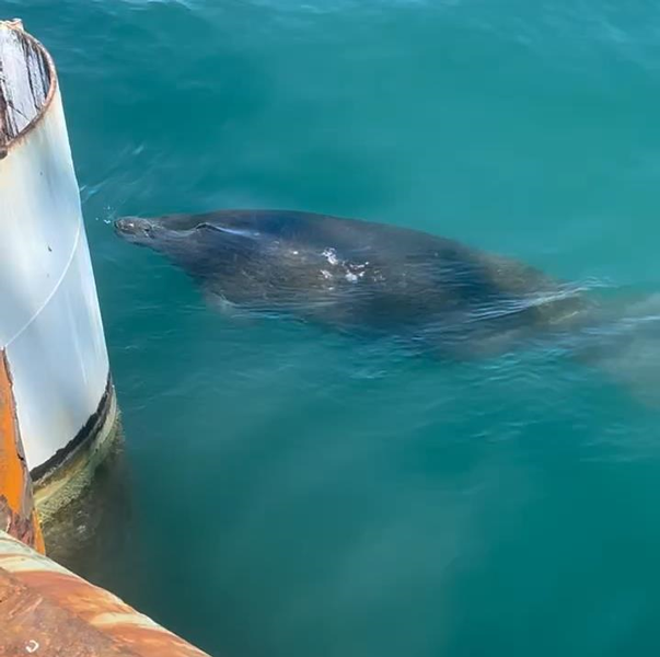 Manatee Port A A manatee swims just below the surface of the water beside a pier.
