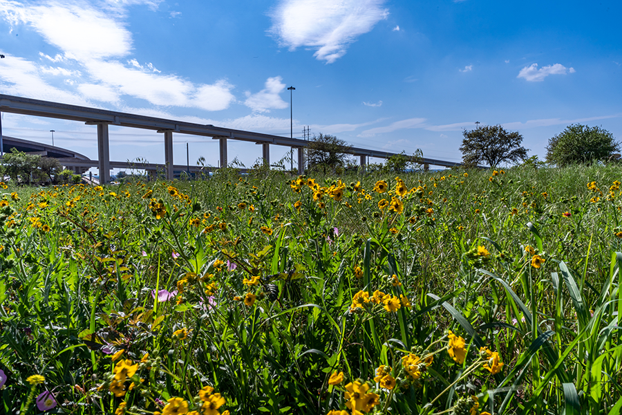 Derecho de paso con flores silvestres