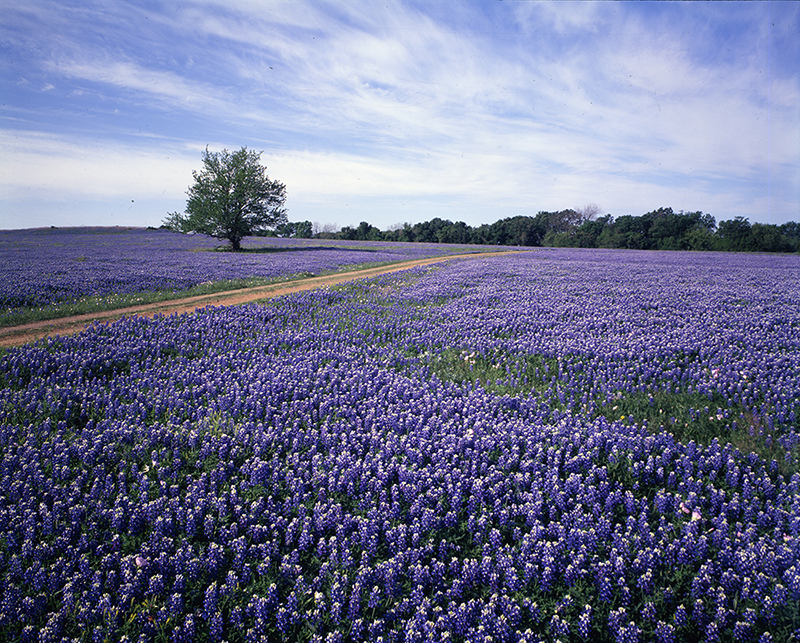 Field of bluebonnets