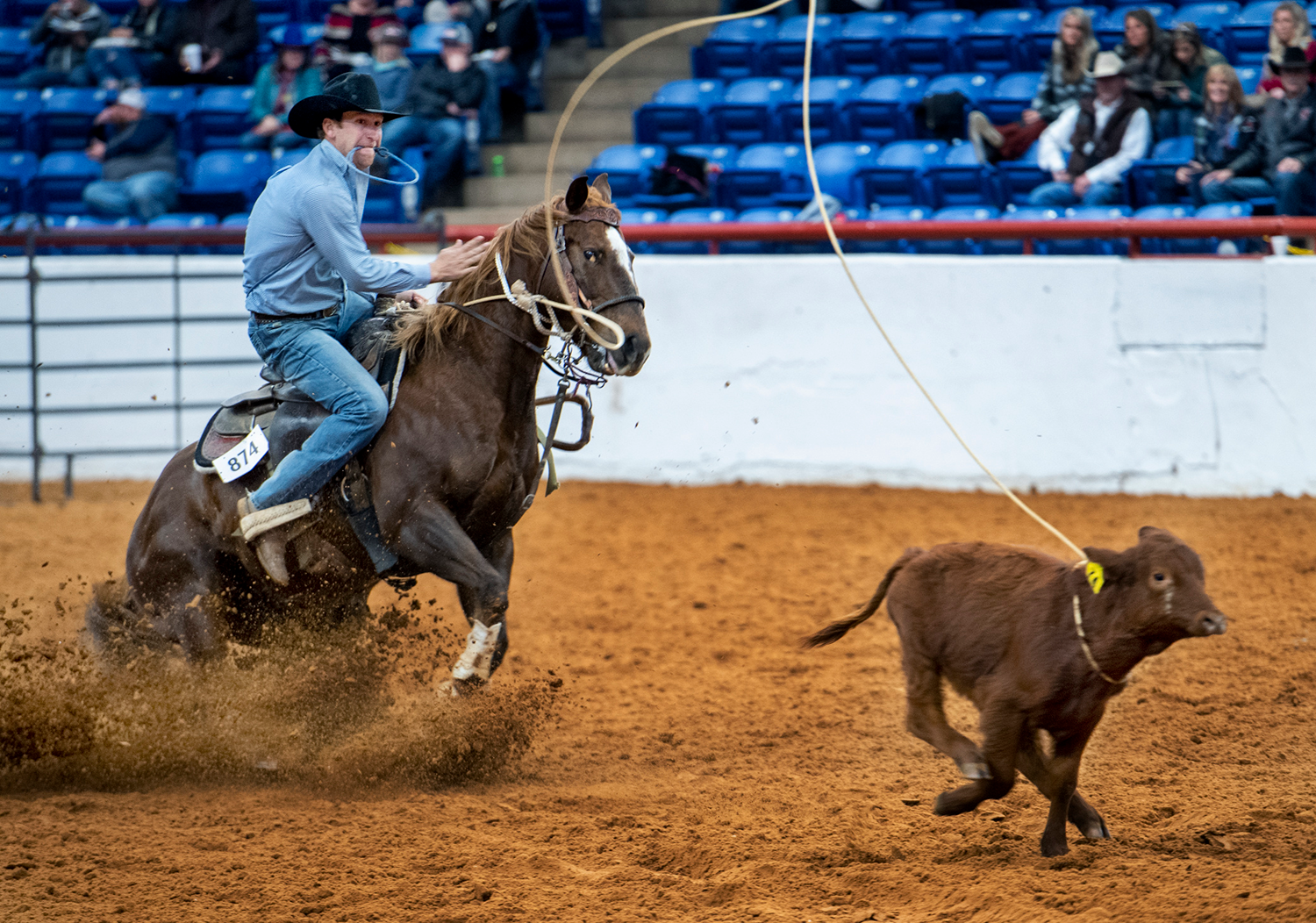 Cowboy roping at rodeo