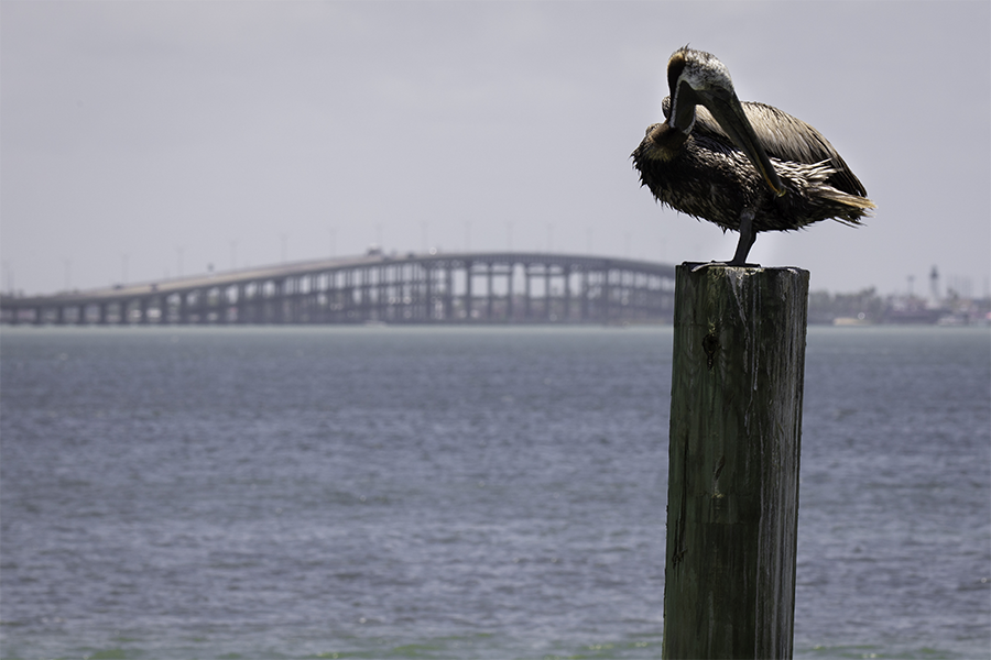 Aug. 21, 2025, SPI