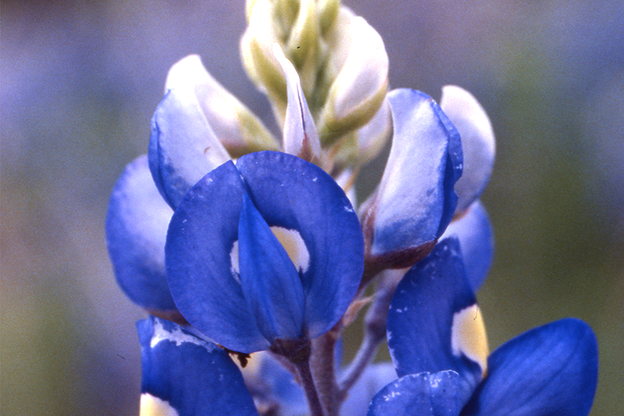Close up view of a bluebonnet and its petals