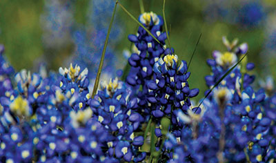 Closeup photo of bluebonnets