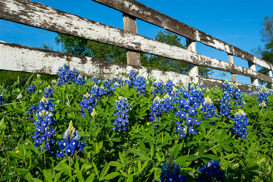 A patch of bluebonnets near distressed wooden fence