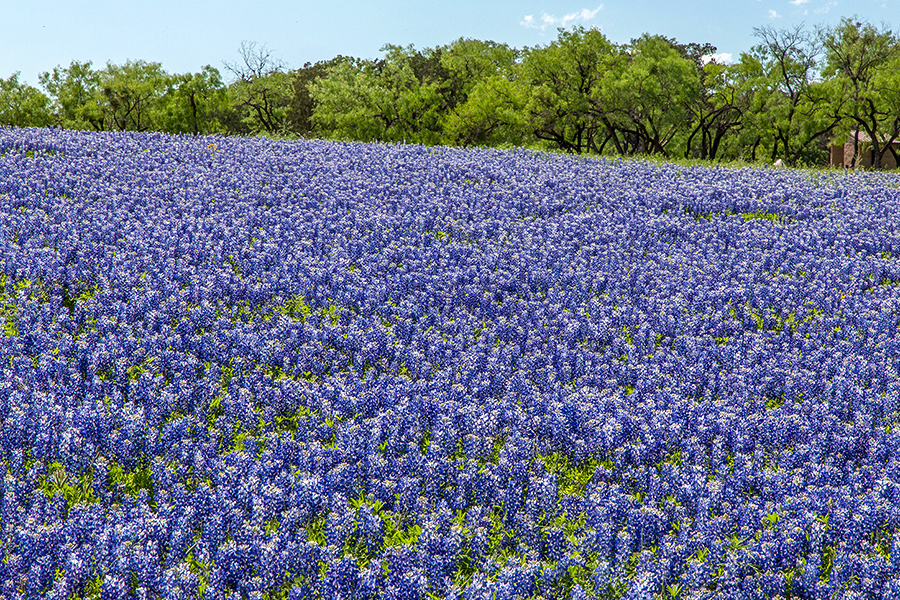 Field of bluebonnets