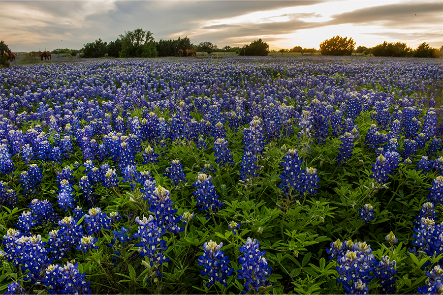 A field of bluebonnets against a sunset