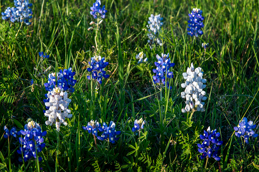 Close up view of bluebonnets in grass