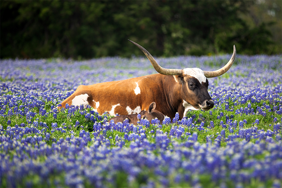 Longhorn in field of bluebonnets