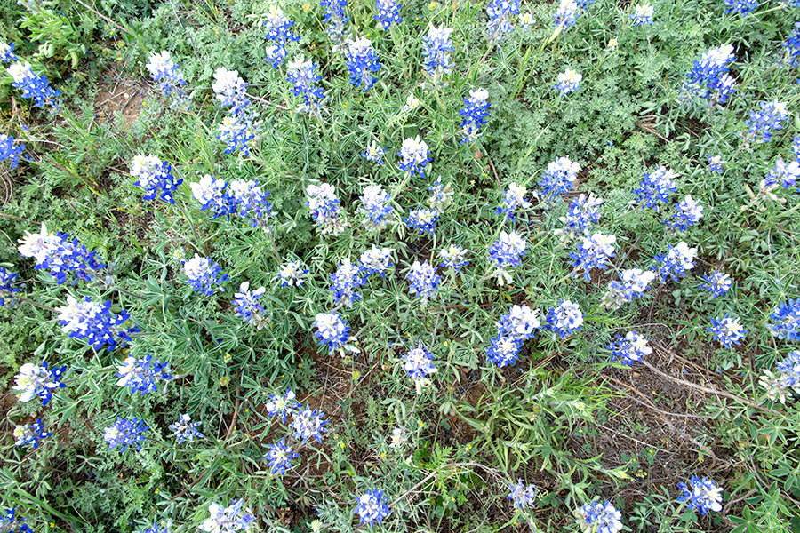 Bluebonnets from an overhead view