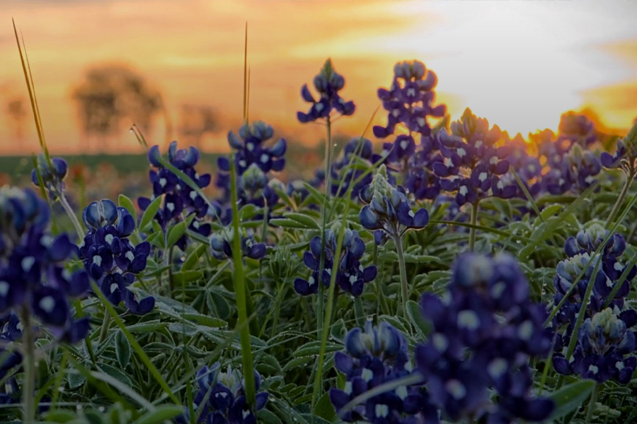 Bluebonnets at sunrise or sunset