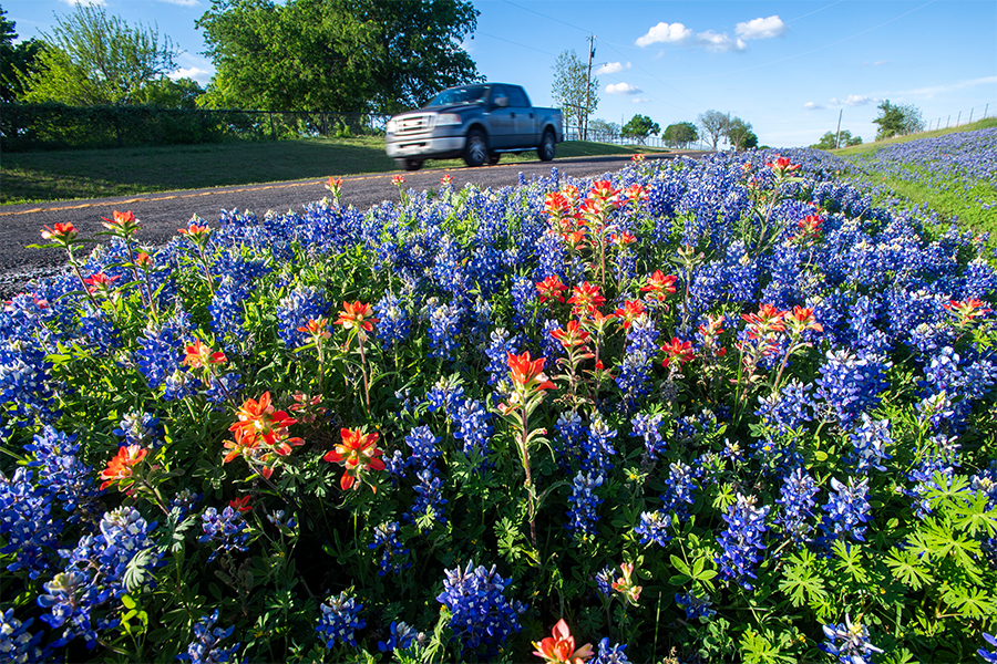 Truck driving past bluebonnets and wildflowers