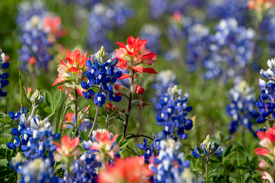 Close up view of bluebonnets and red wildflowers 