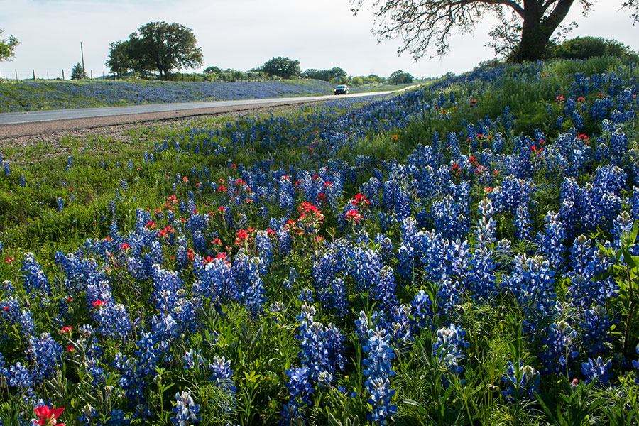 Bluebonnets in a field