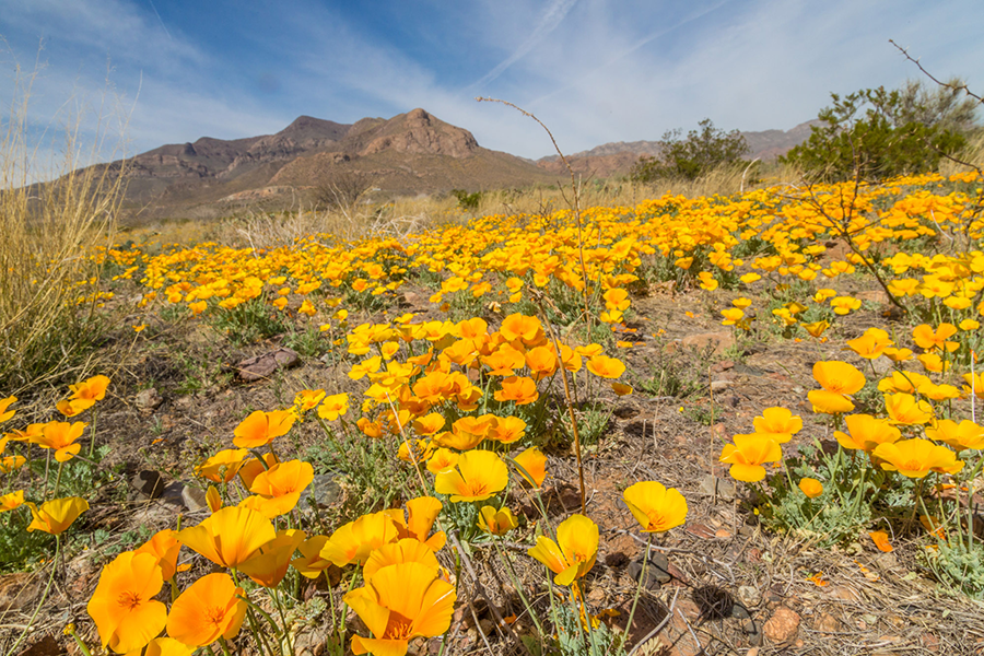 Golden poppies