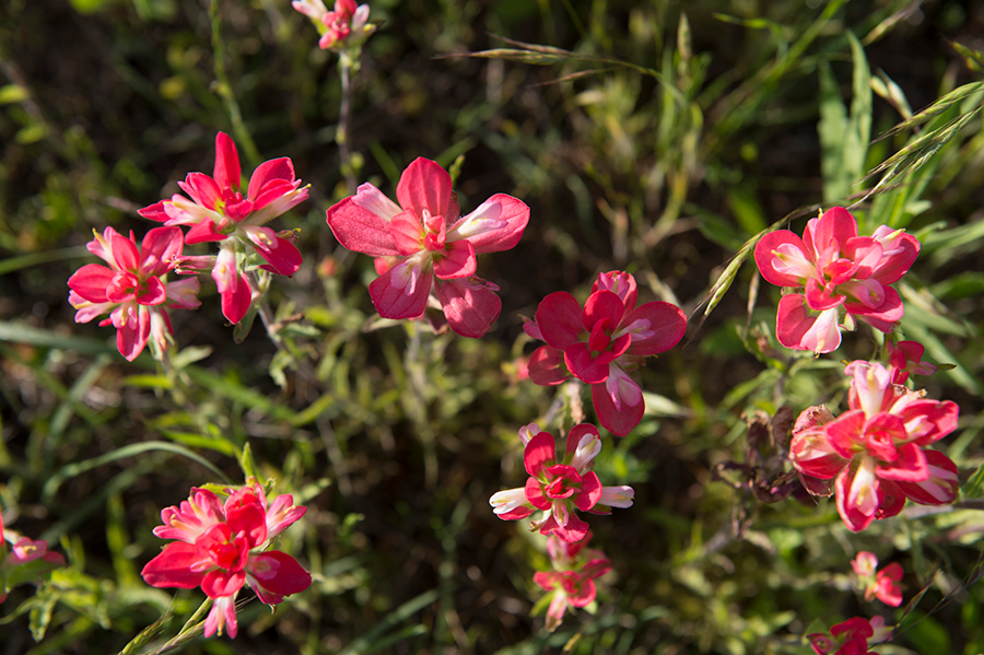 Indian Paintbrush, Wilson County