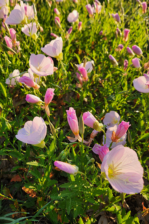 Pink evening primrose