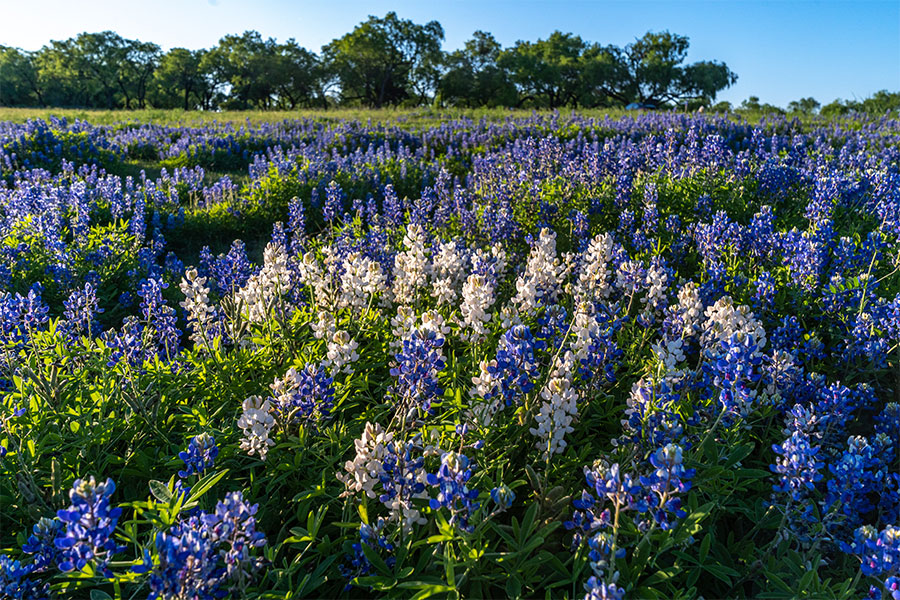 Plantación de gorros azules