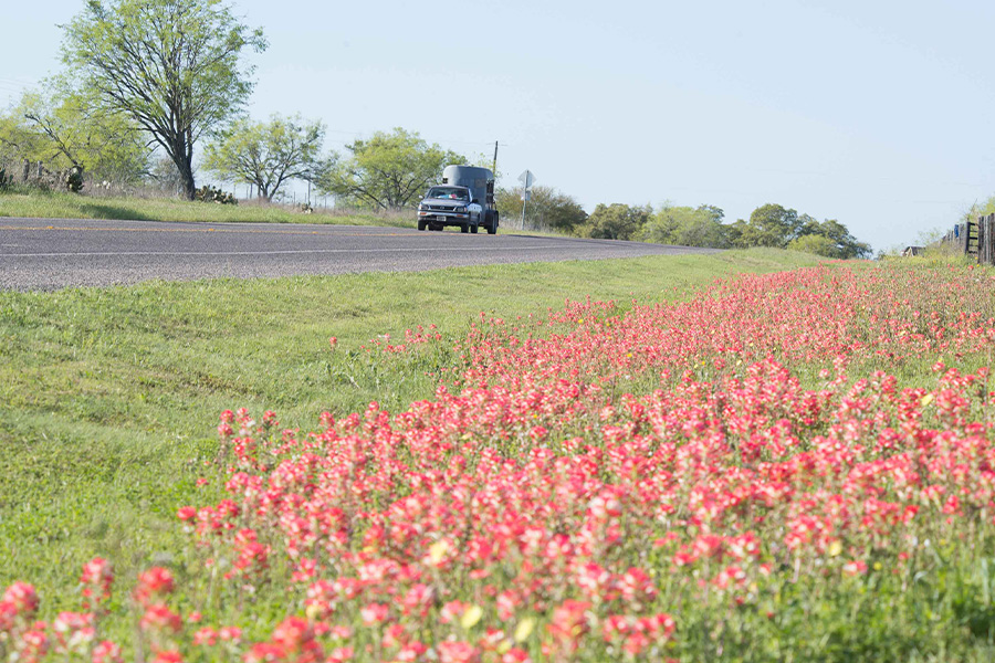Pincel rojo flores silvestres cerca de la carretera