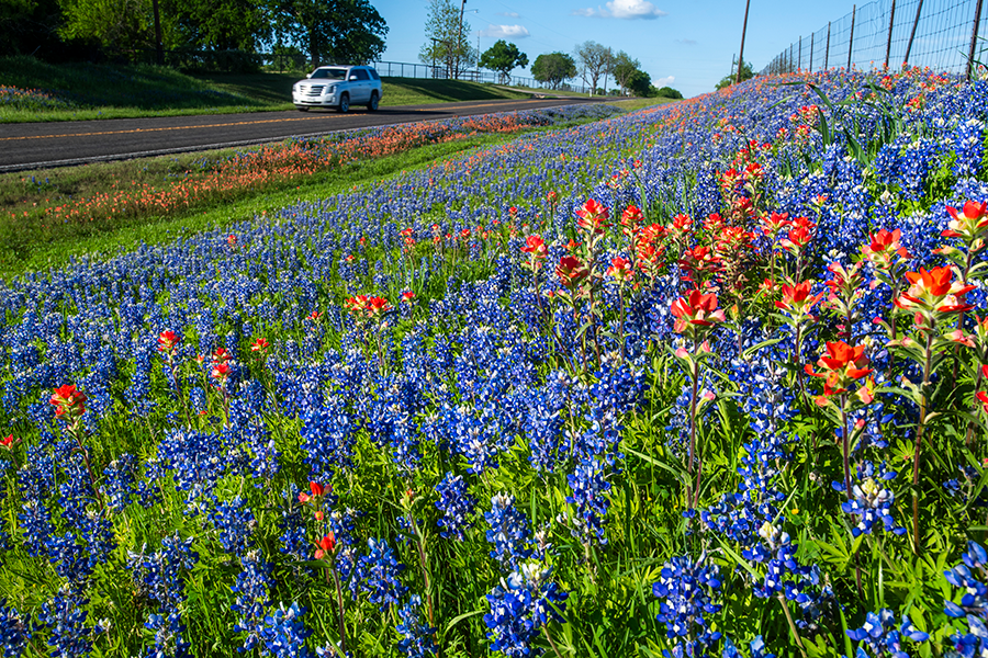 Assorted wildflowers along the highway in Ellis County