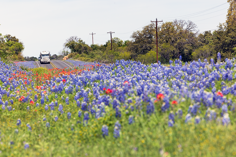 wildflowers side of road with truck JLR_9677 wildflowers side of road with truck