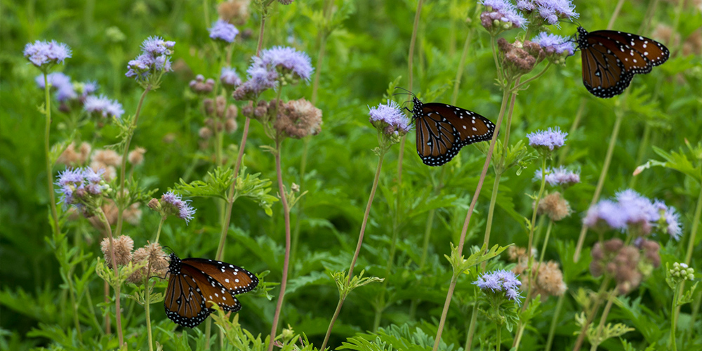 Wildflowers with butterflies