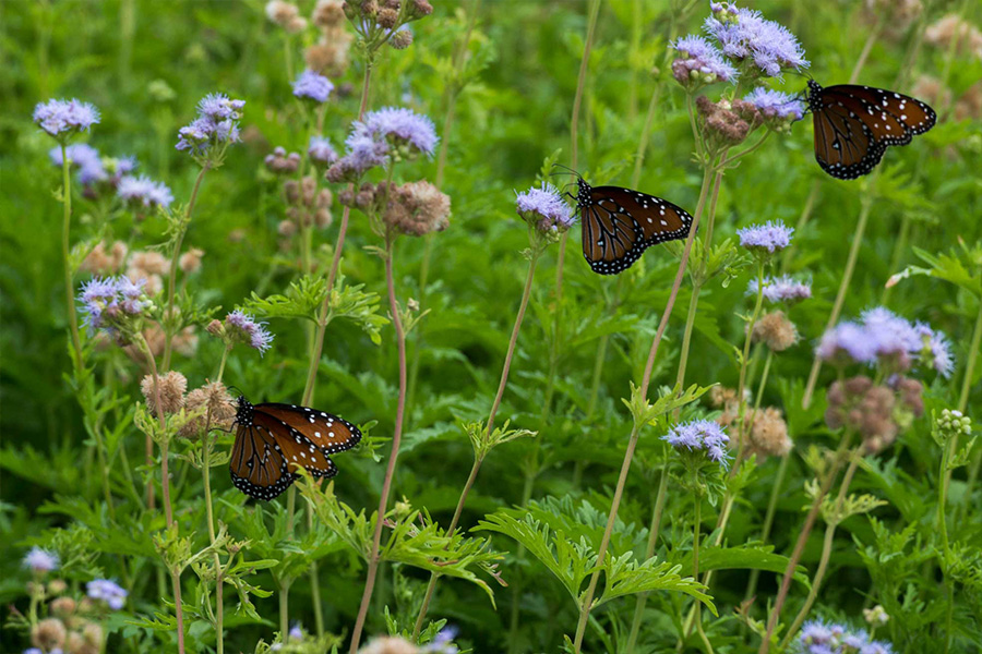 Flores silvestres con mariposas