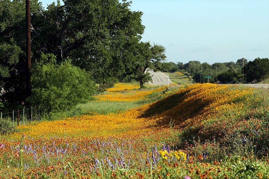 Wildflowers of Texas