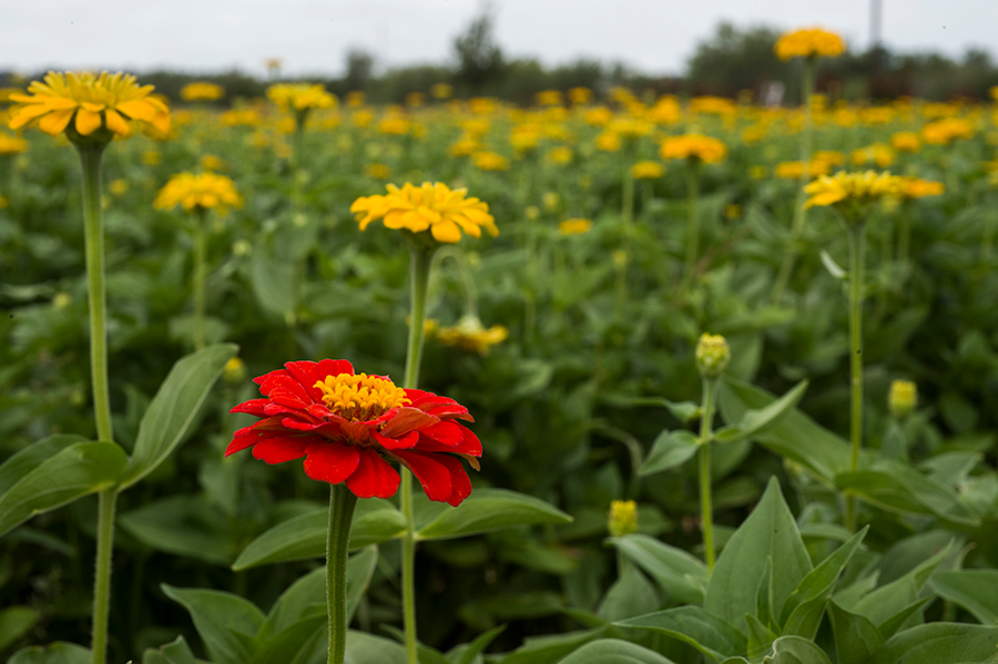 Zinnias, Granja de Semillas Silvestres