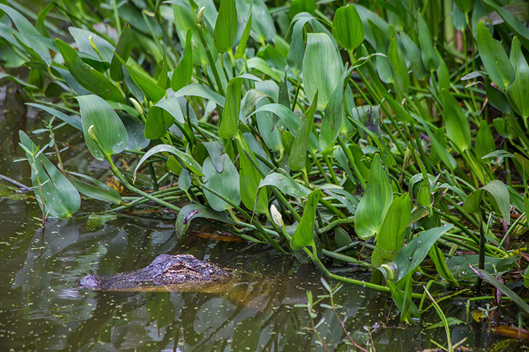 Alligator in wetland