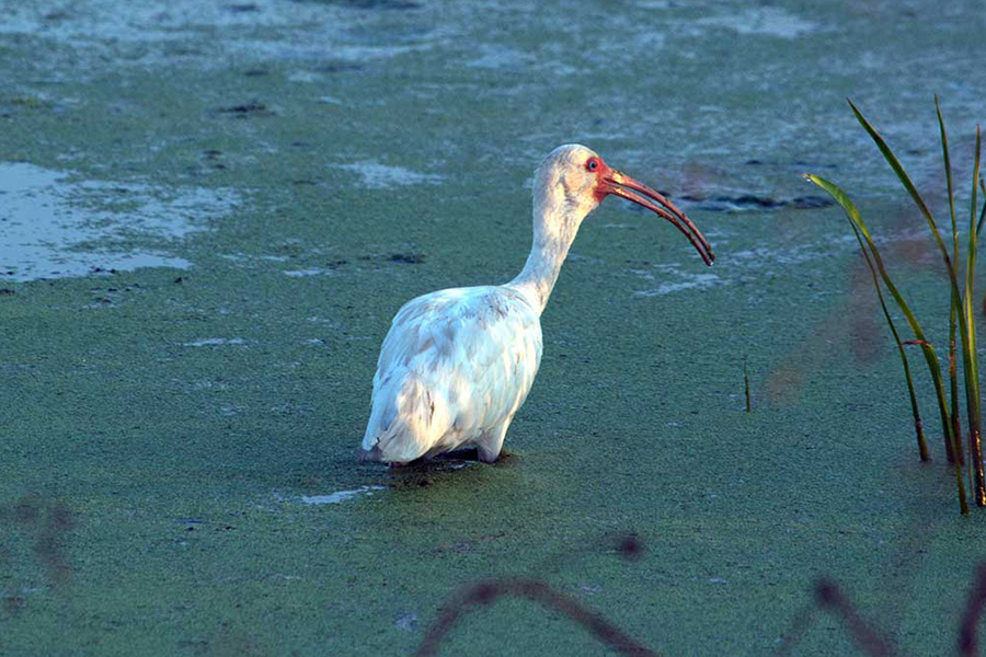 Ibis blanco americano (Eudocimus albus)